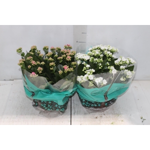 KALANCHOE DOBRADO C21