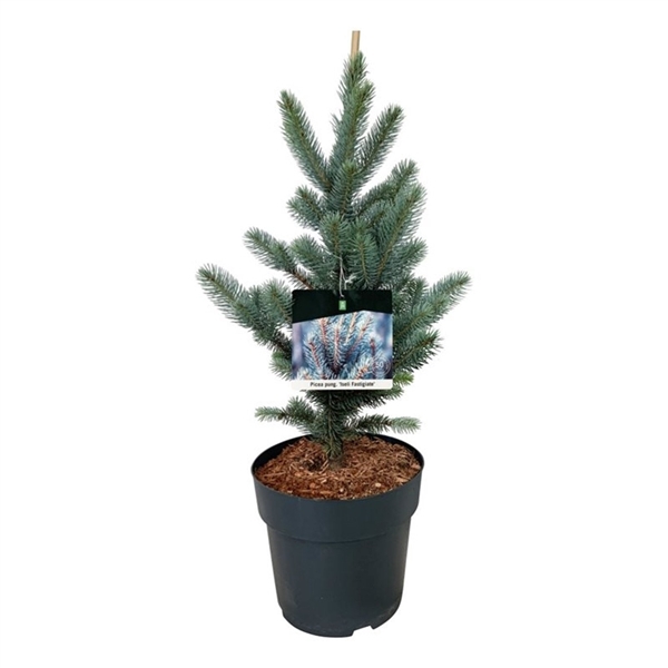 <h4>Picea pung. 'Iseli Fastigiate'</h4>