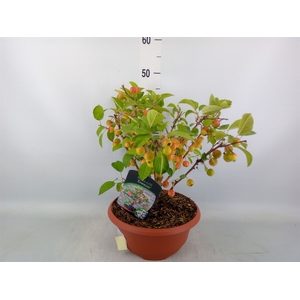 Malus  'Evereste'