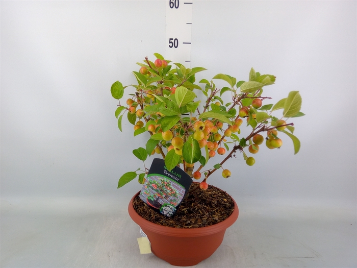 <h4>Malus  'Evereste'</h4>