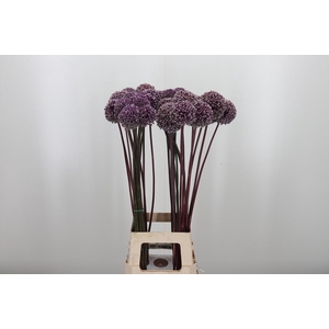 Allium Summer Drumme