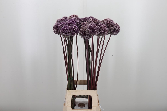 <h4>Allium Summer Drumme</h4>