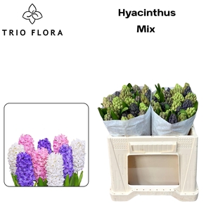 HYAC GEM 5 KLEUREN 566