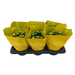 KAL GE PERFECTA YELL