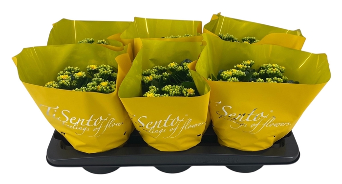 <h4>KAL GE PERFECTA YELL</h4>