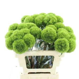 Di Barb Kiwi Mellow Super (x10 In Sleeve)