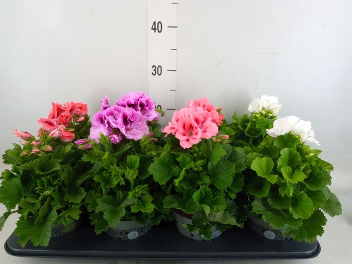 <h4>Pelargonium gran.   ..mix</h4>