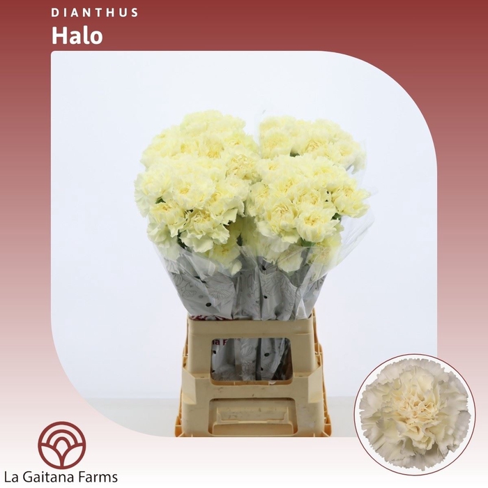 <h4>Dianthus St Halo</h4>