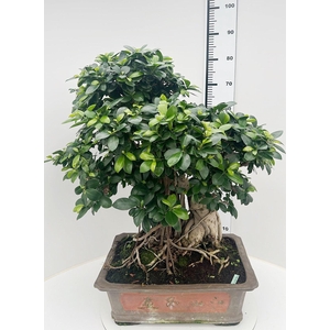 Ficus retusa, pot 46cm. Height 85cm.( single item)