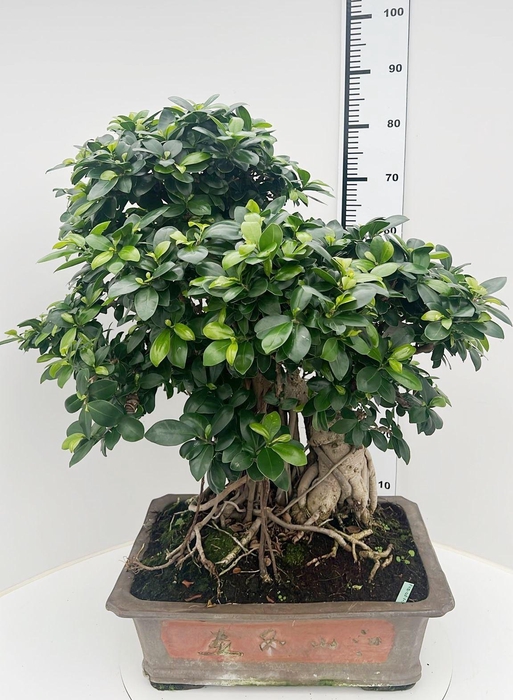 <h4>Ficus retusa, pot 46cm. Height 85cm.( single item)</h4>