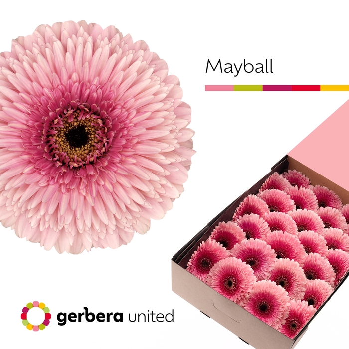 <h4>Gerbera Pomponi May Ball Half doos</h4>