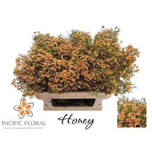 Chamelaucium Ov Honey