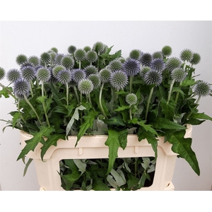 Echinops Ritro
