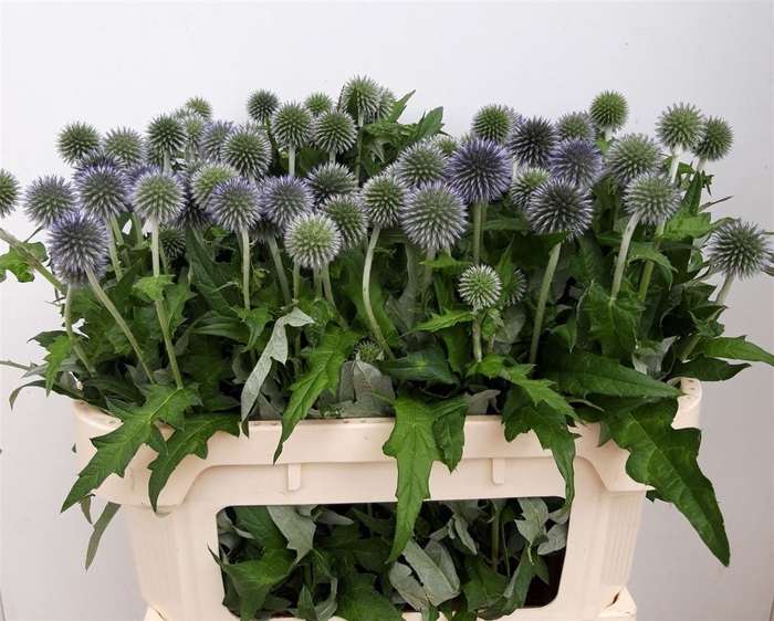 <h4>Echinops Ritro</h4>