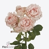 Rosa spray lady of the dawn
