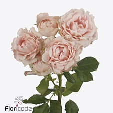 Rosa spray lady of the dawn