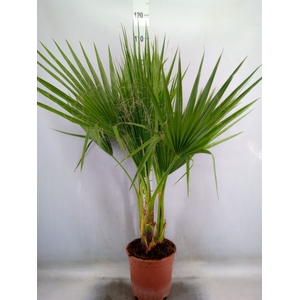 Washingtonia filifera