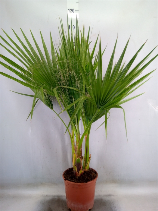 <h4>Washingtonia filifera</h4>
