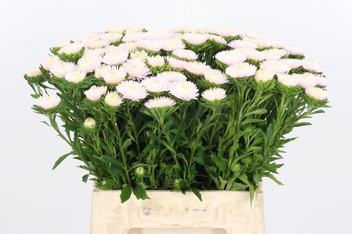 <h4>Callis Jules Pink</h4>