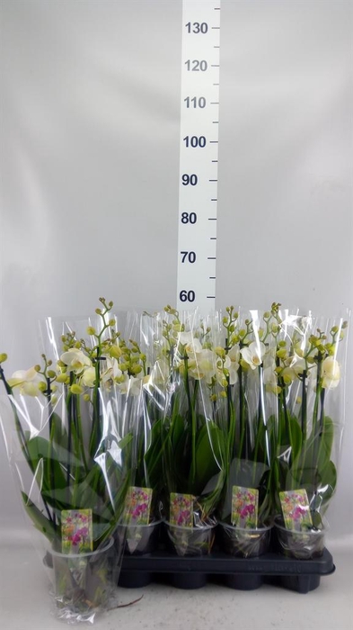 <h4>Phalaenopsis   ...white</h4>