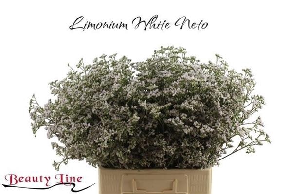 <h4>LIM WHITE NETO</h4>