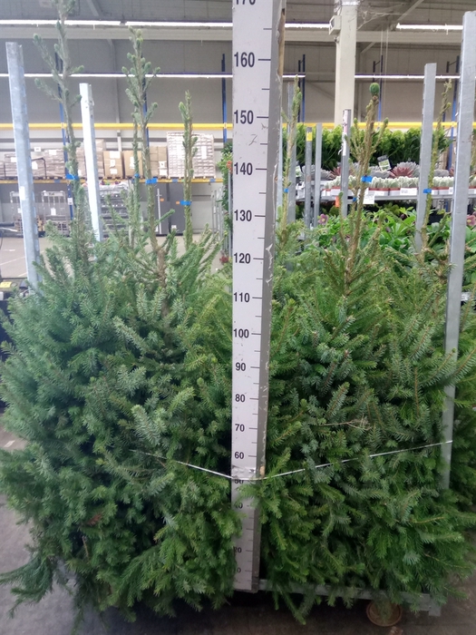 <h4>Picea omorika</h4>