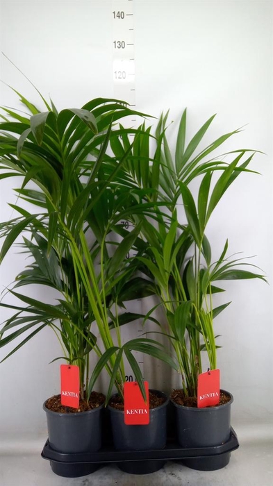 <h4>Howea forsteriana</h4>