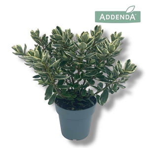 Hebe Classica Katrina P15 Addenda®