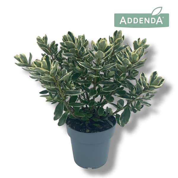 <h4>Hebe Addenda® Classica Katrina P15</h4>