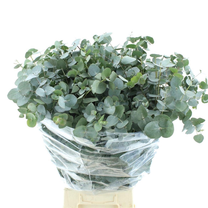 <h4>EUCA CINEREA</h4>