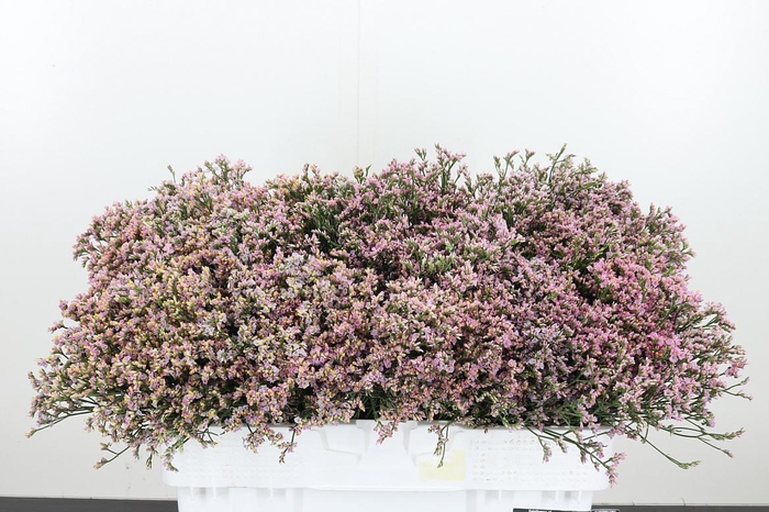 <h4>Lim Sin Blush Dia</h4>