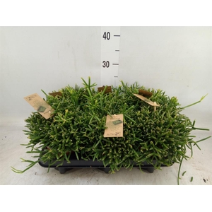 Rhipsalis burchellii