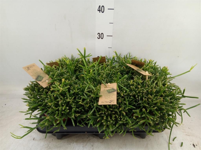 <h4>Rhipsalis burchellii</h4>
