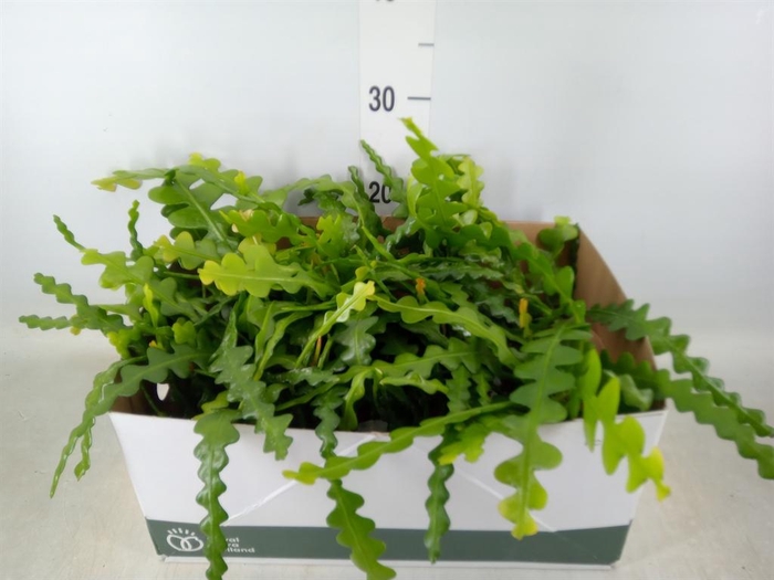 <h4>Epiphyllum anguliger</h4>