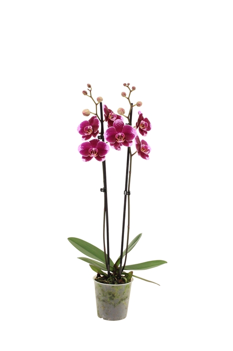 <h4>Phal Faction 2T16+</h4>