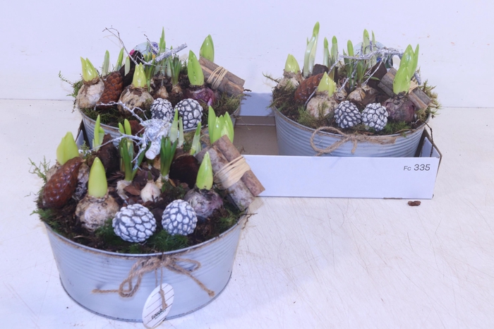 <h4>ARR BOL KNOLGEWAS</h4>