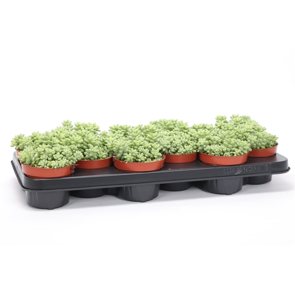 <h4>Sedum burrito 10,5 cm</h4>