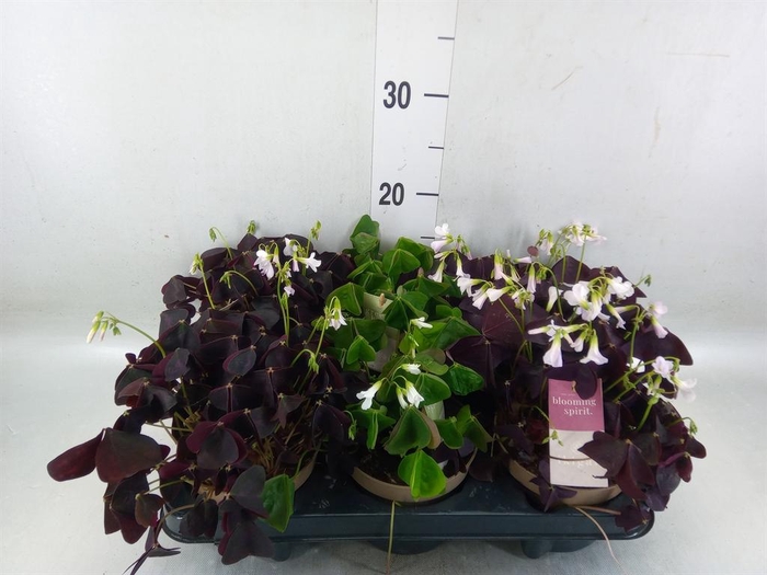 <h4>Oxalis   ...</h4>