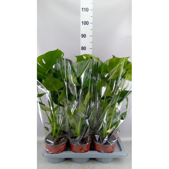 <h4>Monstera delic.</h4>