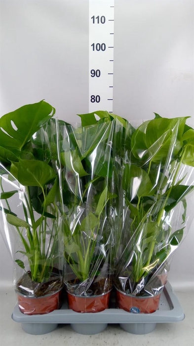 Monstera delic.