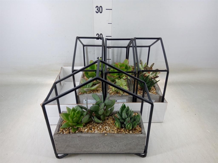 <h4>Succulents   ...</h4>