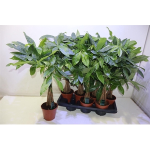 Pachira Aquatica