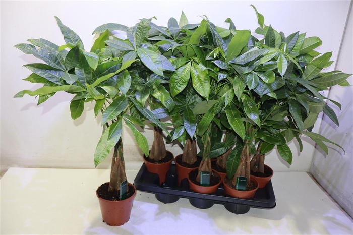 <h4>Pachira Aquatica</h4>