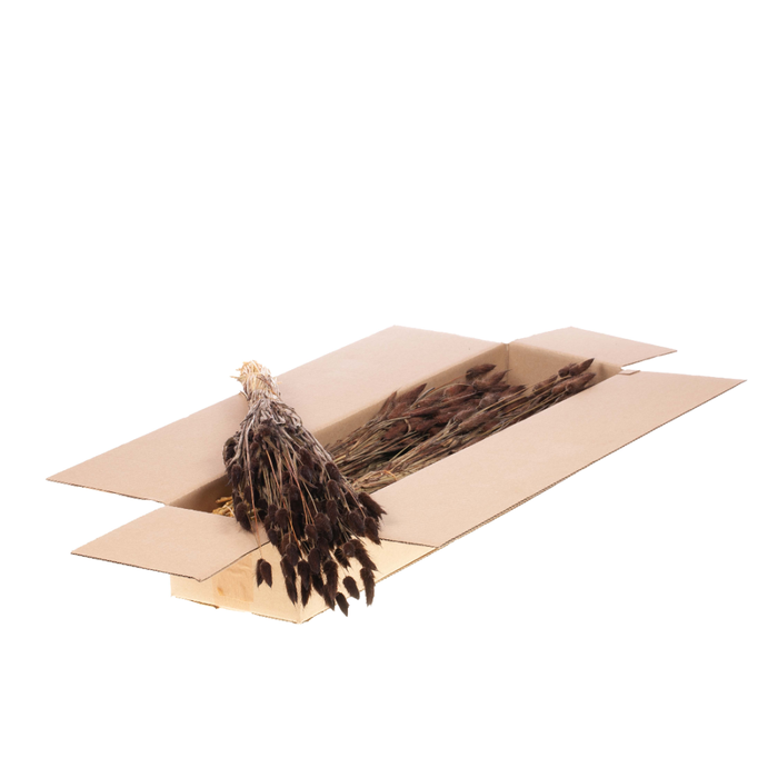 Lagurus Ovatus Sb Deep Brown