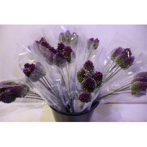 Allium Sphaerocephal X5