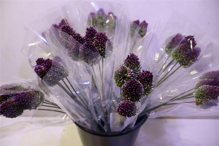 <h4>Allium Sphaerocephal X5</h4>