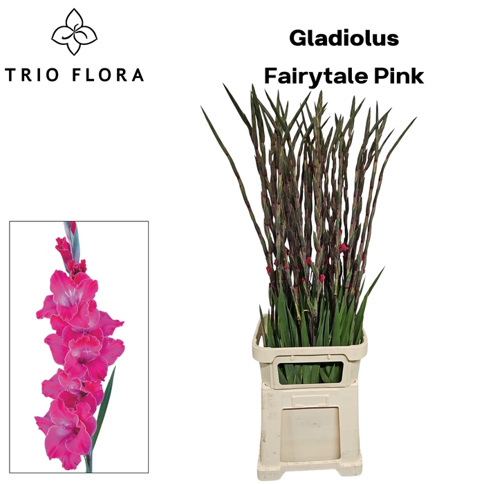 <h4>GLAD GR FAIRYTALE PINK 998</h4>