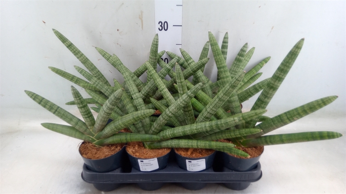 Sansevieria cyl.  ...