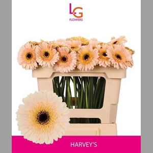 Ge Mi Harveys