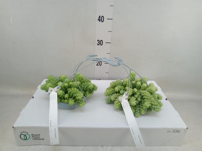 <h4>Sedum burrito</h4>